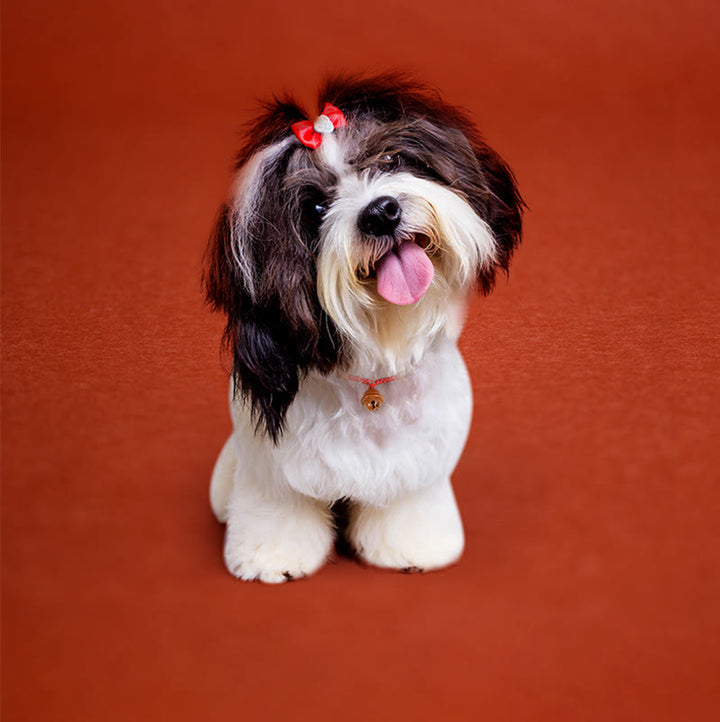 Buddha Stones赤紐桃の木ビーズベル 強度調節可能 猫 小型犬 ペット用首輪 - image 11